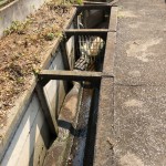 IMG_8175 (1024x1024)