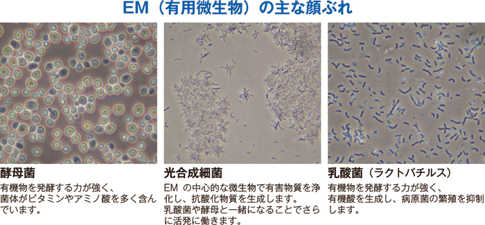 EM（有用微生物）の主な顔ぶれ